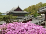 Palais de Changdeokgung (1)